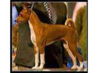 Basenji Puppy for sale in MITCHELL, SD, USA