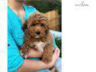 Medium Photo #1 Cavapoo Puppy For Sale in Fort Worth, TX, USA