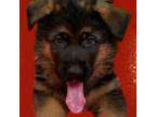 German Shepherd Dog Puppy for sale in Yorkville, IL, USA