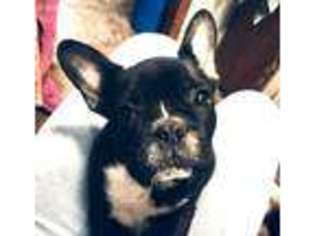 French Bulldog Puppy for sale in Brighton, IL, USA