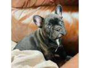 French Bulldog Puppy for sale in Mansfield, MO, USA