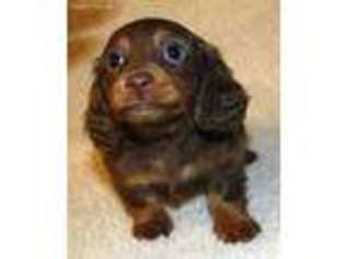 Dachshund Puppy for sale in Clarkrange, TN, USA