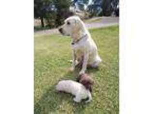 Labrador Retriever Puppy for sale in Jamul, CA, USA
