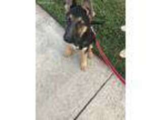 German Shepherd Dog Puppy for sale in Gainesville, VA, USA
