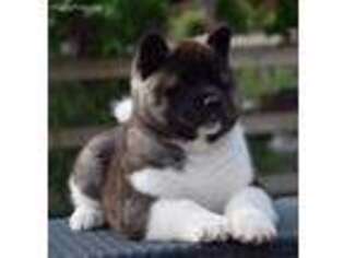 Akita Puppy for sale in Berne, IN, USA