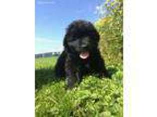 Newfoundland Puppy for sale in Dilltown, PA, USA