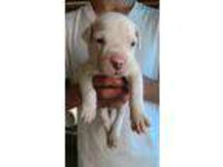 Dogo Argentino Puppy for sale in Lakeland, FL, USA
