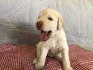 Labradoodle Puppy for sale in Phelan, CA, USA