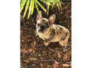 French Bulldog Puppy for sale in Rio Verde, AZ, USA