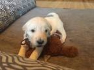 Goldendoodle Puppy for sale in Greensboro, NC, USA