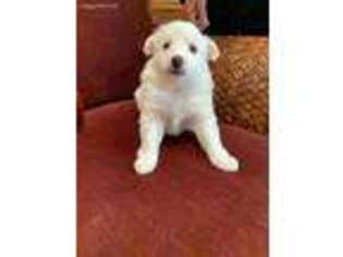 American Eskimo Dog Puppy for sale in Chula Vista, CA, USA