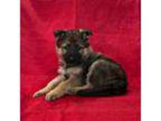 German Shepherd Dog Puppy for sale in Hopedale, IL, USA