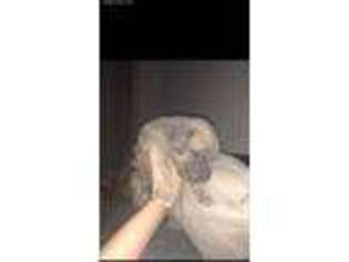 Cane Corso Puppy for sale in Folcroft, PA, USA