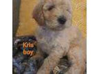 Goldendoodle Puppy for sale in Overton, NV, USA