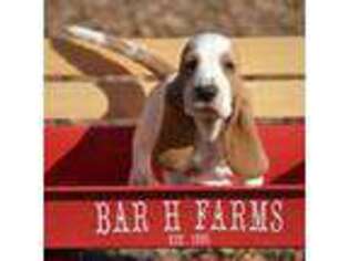 Basset Hound Puppy for sale in Harwood, MO, USA