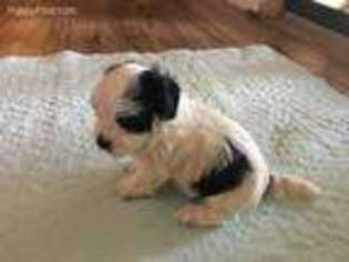 Coton de Tulear Puppy for sale in Wetumpka, AL, USA