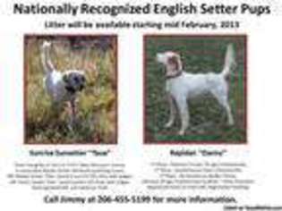 English Setter Puppy for sale in RENTON, WA, USA