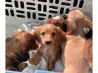 Dachshund Puppy for sale in Roanoke, TX, USA