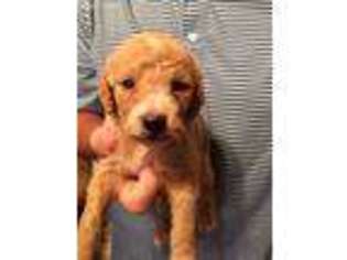 Goldendoodle Puppy for sale in Hamilton, AL, USA