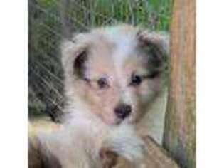 Shetland Sheepdog Puppy for sale in Troutville, VA, USA