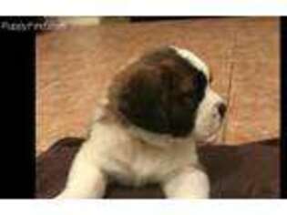 Saint Bernard Puppy for sale in Elizabeth, CO, USA