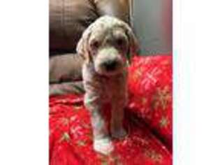 Goldendoodle Puppy for sale in Toledo, WA, USA