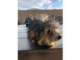 Mutt Puppy for sale in New River, AZ, USA