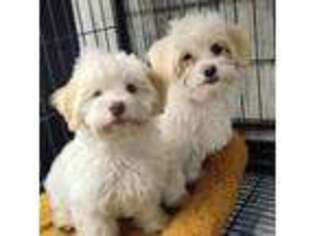 Havanese Puppy for sale in Andrews, SC, USA