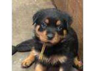 Rottweiler Puppy for sale in Buskirk, NY, USA
