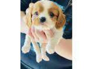 Cavalier King Charles Spaniel Puppy for sale in Phoenix, AZ, USA