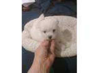 Maltese Puppy for sale in Bluefield, VA, USA