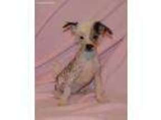 Chinese Crested Puppy for sale in Collins, GA, USA