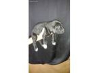 Great Dane Puppy for sale in Mondamin, IA, USA
