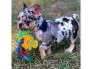 French Bulldog Puppy for sale in Mc Intyre, GA, USA