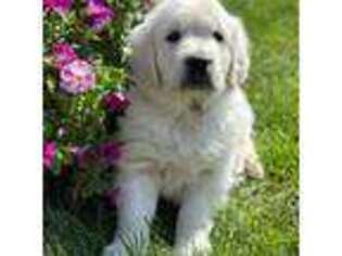 Mutt Puppy for sale in Arlington, IA, USA