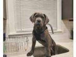 Cane Corso Puppy for sale in Jenkintown, PA, USA