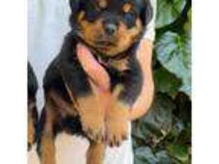 Rottweiler Puppy for sale in Moreno Valley, CA, USA