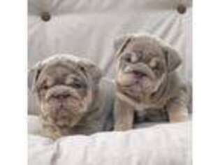 Bulldog Puppy for sale in Lakewood, NJ, USA