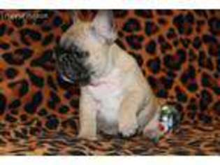 French Bulldog Puppy for sale in Lincoln, NE, USA