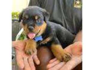 Rottweiler Puppy for sale in Homestead, FL, USA