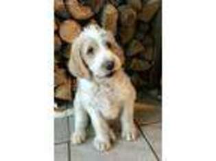 Labradoodle Puppy for sale in Ludington, MI, USA