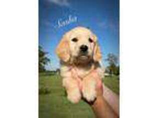 Golden Retriever Puppy for sale in Houston, MS, USA
