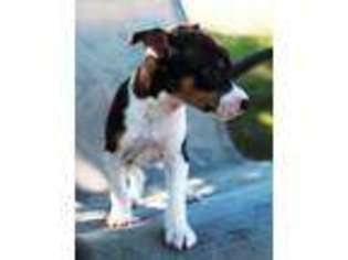Rat Terrier Puppy for sale in Oroville, CA, USA