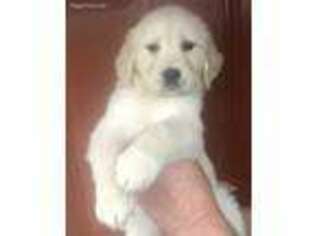 Golden Retriever Puppy for sale in Canton, GA, USA