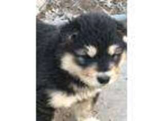 Alaskan Malamute Puppy for sale in Trivoli, IL, USA