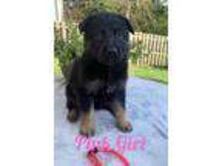 German Shepherd Dog Puppy for sale in Struthers, OH, USA