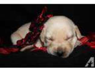 Labrador Retriever Puppy for sale in RIVERDALE, MI, USA