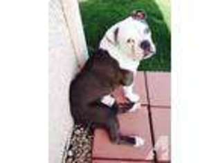 Bulldog Puppy for sale in BUCKEYE, AZ, USA