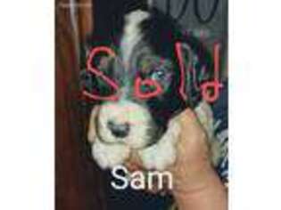 English Setter Puppy for sale in Doniphan, MO, USA