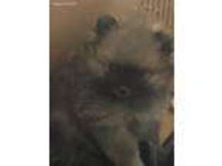 Pomeranian Puppy for sale in Huntingtown, MD, USA